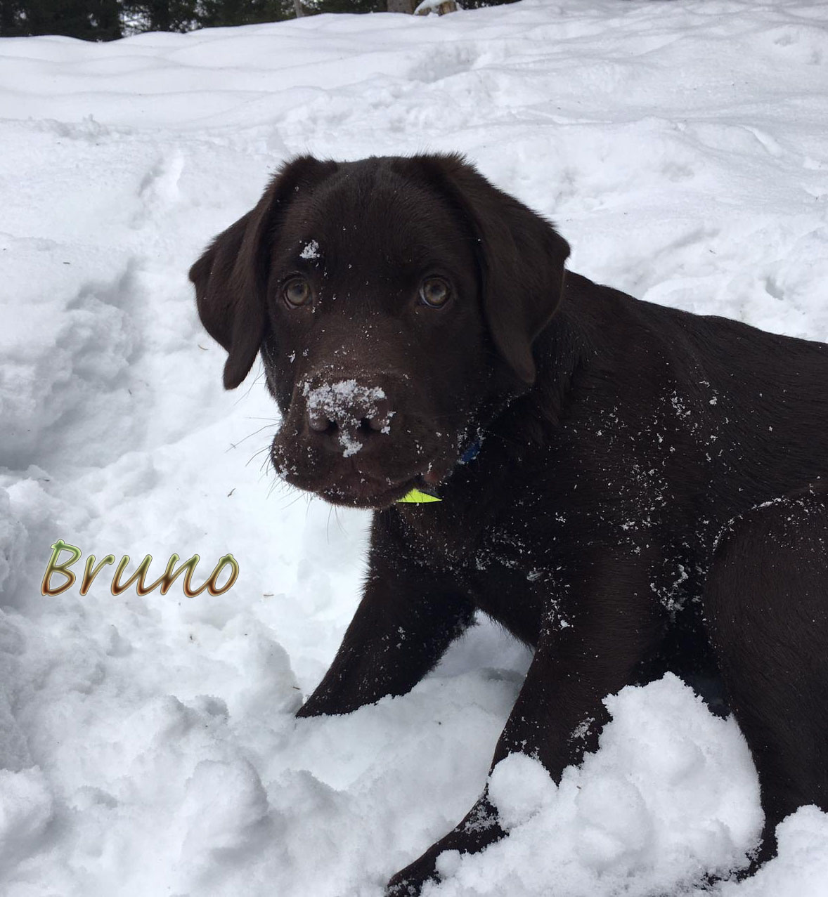 Bruno, 5 Monate