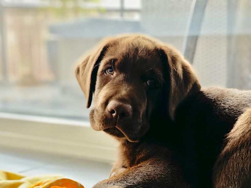 Bruno in der neuen Heimat
