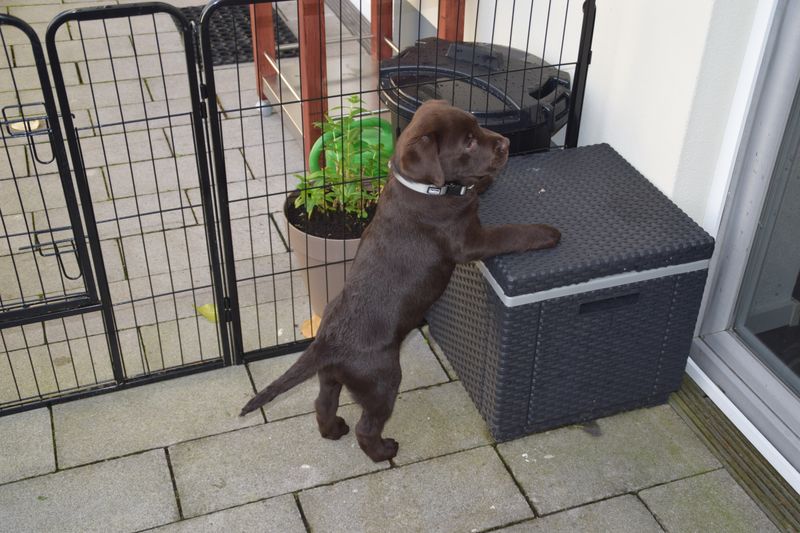 Otis neugierig bei seiner neuen Familie
