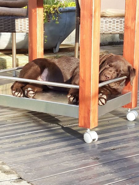 Otis chillt in der Sonne