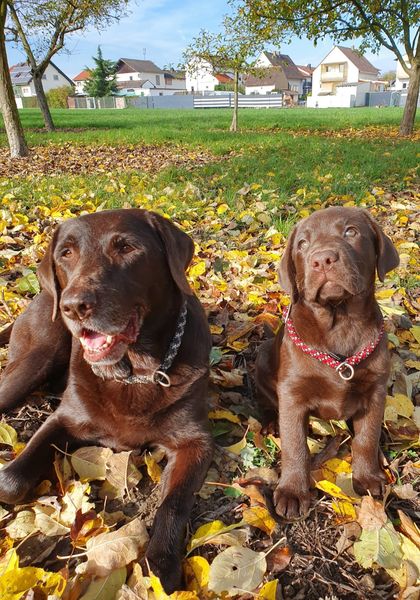 Herbstzauber mit Joy und Wapi