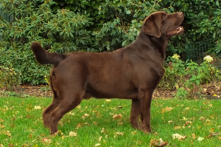 Max (Bekspring Mr Prospector)